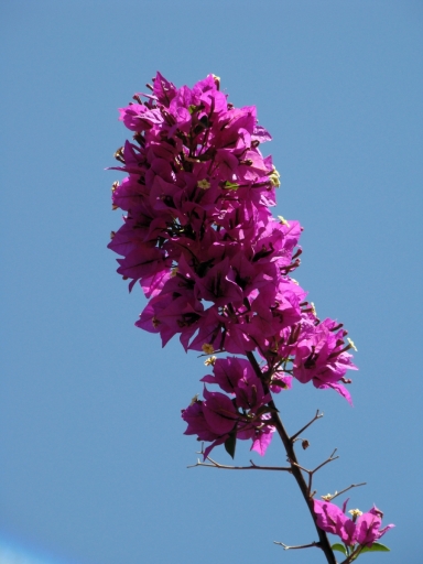 Tiger-Swallowtail-and-Bougainvillea-08