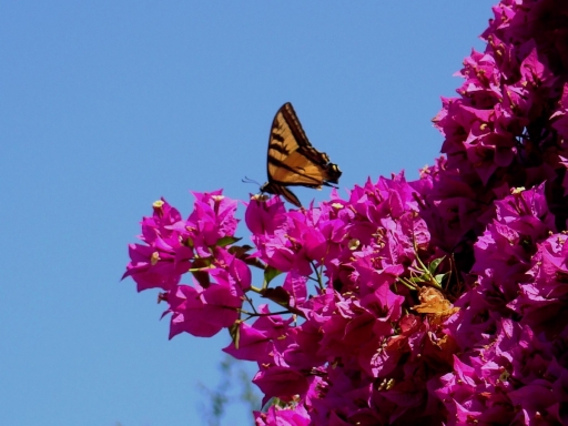 Tiger-Swallowtail-and-Bougainvillea-10