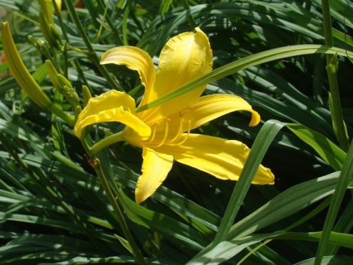 Cedar-Valley-Arboretum-and-Botanic-Gardens-06