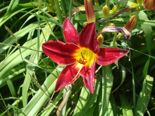 Cedar-Valley-Arboretum-and-Botanic-Gardens-07