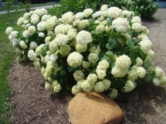 Cedar-Valley-Arboretum-and-Botanic-Gardens-15