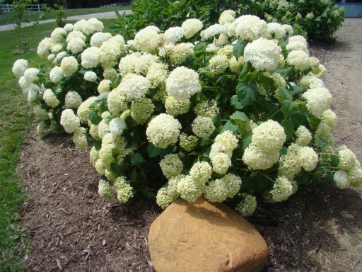Cedar-Valley-Arboretum-and-Botanic-Gardens-15