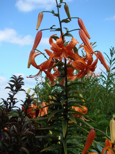 Cedar-Valley-Arboretum-and-Botanic-Gardens-16
