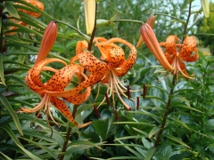 Cedar-Valley-Arboretum-and-Botanic-Gardens-17