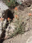 Champion-Lodgepole-Pine-02