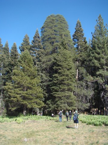 Champion-Lodgepole-Pine-03