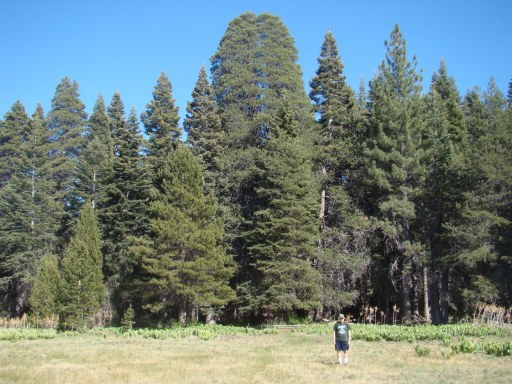 Champion-Lodgepole-Pine-04
