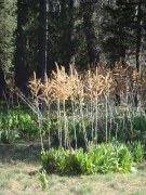 Champion-Lodgepole-Pine-05