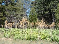 Champion-Lodgepole-Pine-06