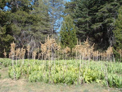 Champion-Lodgepole-Pine-06