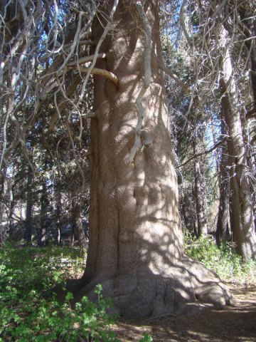Champion-Lodgepole-Pine-07