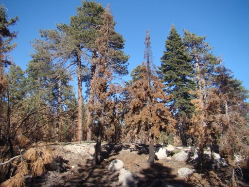 Champion-Lodgepole-Pine-09