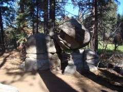 Champion-Lodgepole-Pine-10