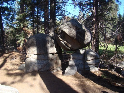 Champion-Lodgepole-Pine-10