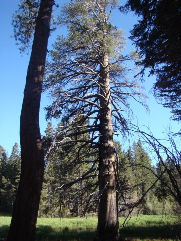 Champion-Lodgepole-Pine-11