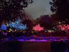 Christmas-Lights-2025-13