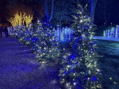 Christmas-Lights-2025-14