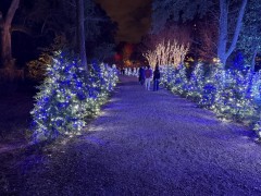 Christmas-Lights-2025-20