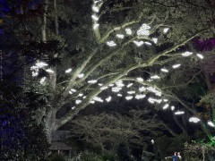 Christmas-Lights-2025-22