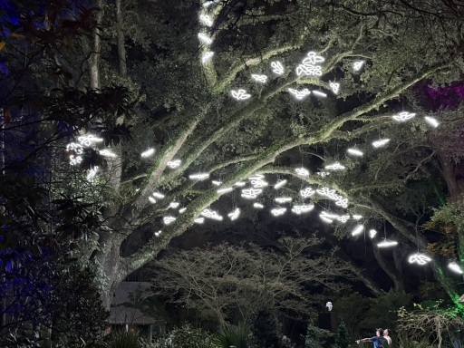 Christmas-Lights-2025-22