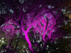 Christmas-Lights-2025-24