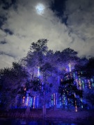 Christmas-Lights-2025-30