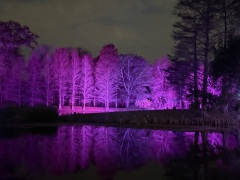 Christmas-Lights-2025-31