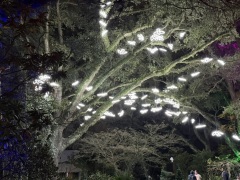 Christmas-Lights-2025-38