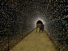 Christmas Lights - 2025