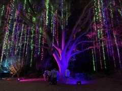 Christmas-Lights-2025-45