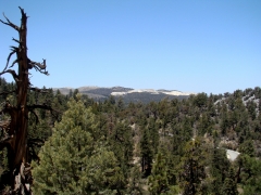 Cougar-Crest-Trail-to-Bertha-Peak-11