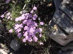 Cougar-Crest-Trail-to-Bertha-Peak-13