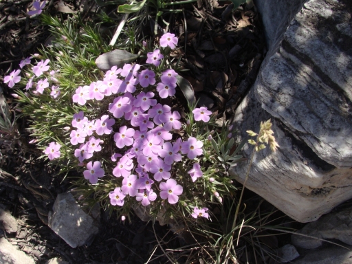 Cougar-Crest-Trail-to-Bertha-Peak-13