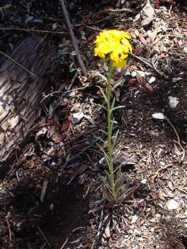 Cougar-Crest-Trail-to-Bertha-Peak-14