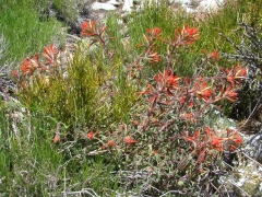 Cougar-Crest-Trail-to-Bertha-Peak-26