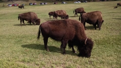 Bison at Custer State Park (9)