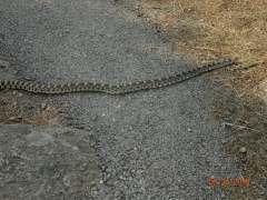 Large Bull snake around the Tower (2)