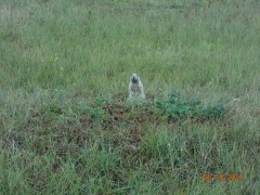 Prairie Dogs on trail (2)