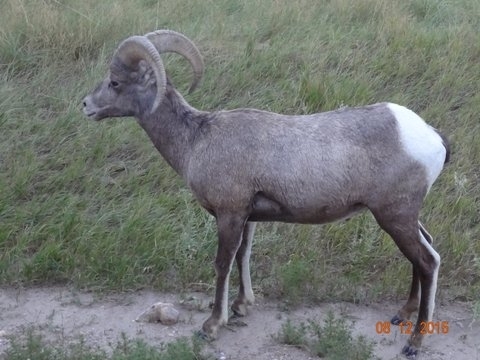 Sheep at dusk (4)