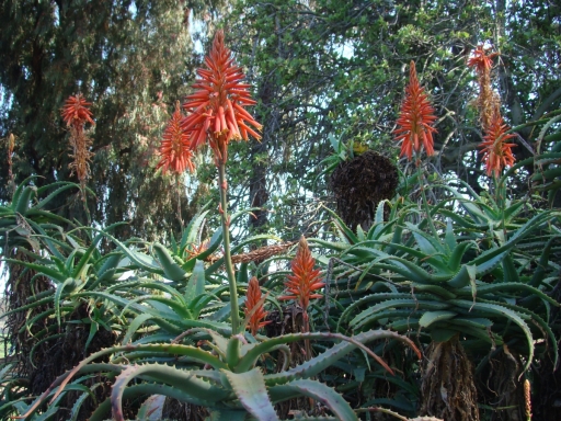 Desert-Garden-in-Balboa-Park-01