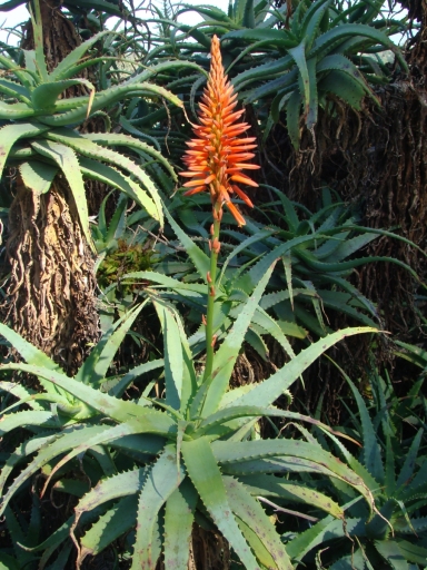 Desert-Garden-in-Balboa-Park-02