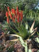Desert-Garden-in-Balboa-Park-03