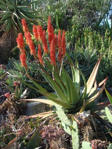 Desert-Garden-in-Balboa-Park-03