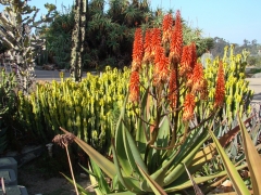 Desert Garden in Balboa Park