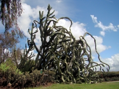 Desert-Garden-in-Balboa-Park-05