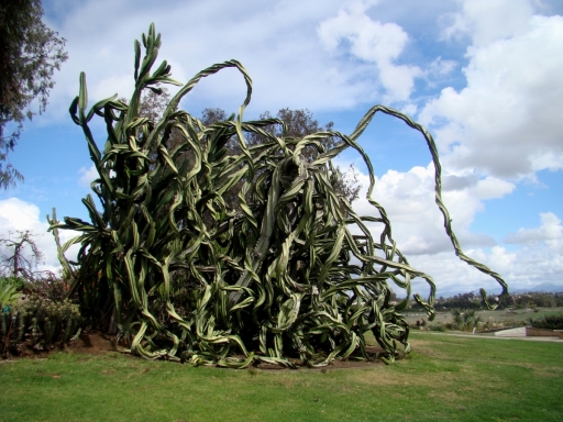 Desert-Garden-in-Balboa-Park-06