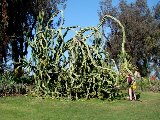 Desert-Garden-in-Balboa-Park-07