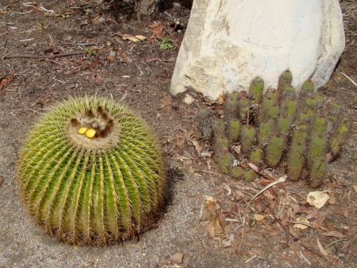 Desert-Garden-in-Balboa-Park-08