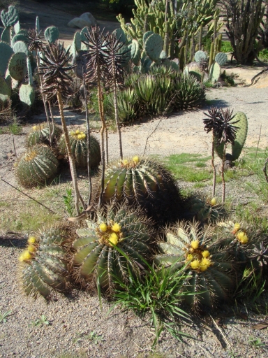 Desert-Garden-in-Balboa-Park-09