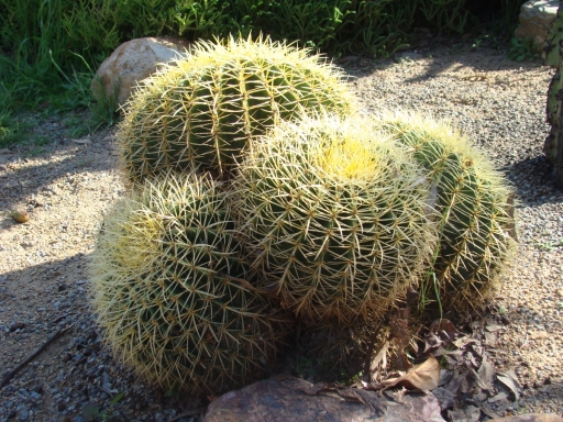 Desert-Garden-in-Balboa-Park-10